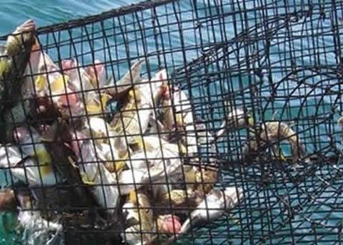 INAPESCA has introduced a new cage model for use in coastal fishing