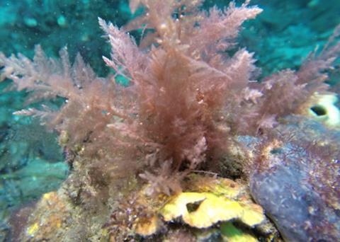 Adding seaweed to cattle feed can cut methane production Photo: CH4