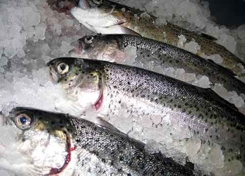 The EFF is helping support the UK aquaculture industry by providing grants to training institutions and helping them generate more commercial income. Photo: Mary Smith/Marine Photobank.