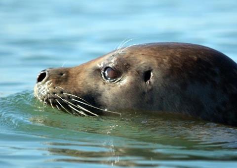 ABPmer delivering seal deterrent project