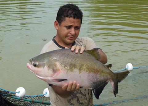 Brazil is fish farming using the Norwegian aquaculture industry as a model Photo: Atle Mortensen/Nofima