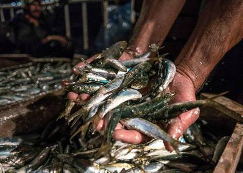 Mediterranean fishing