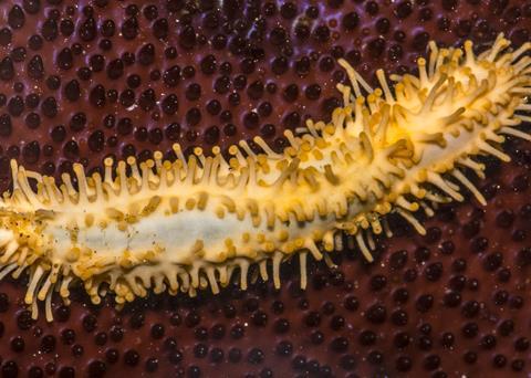 The grant will help Cape Broyle develop its sea cucumber operations. Photo: Jerry Kirkhart