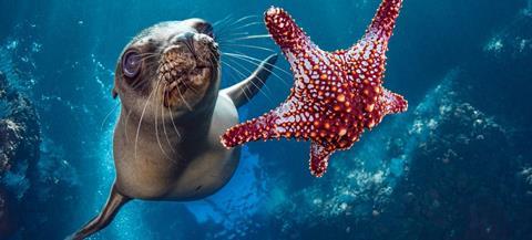 a sealion and a starfish