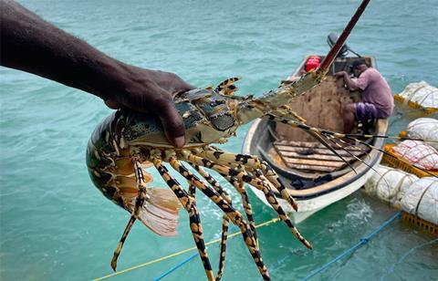 Torres Strait rock lobster