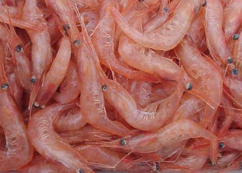 The Oregon pink shrimp fishery has entered MSC assessment for re-certification