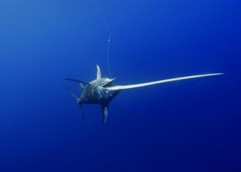 Walker Seafoods' swordfish, yellowfin and albacore tuna have been certified. Photo: © Andre Seale/Marine Photobank