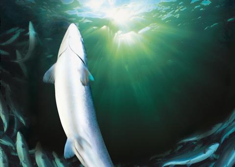 Scottish salmon has a ready market in China