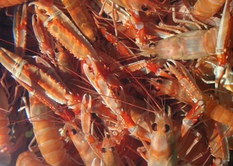 The Eurobarometer survey on revealed that seafood consumption is increasing