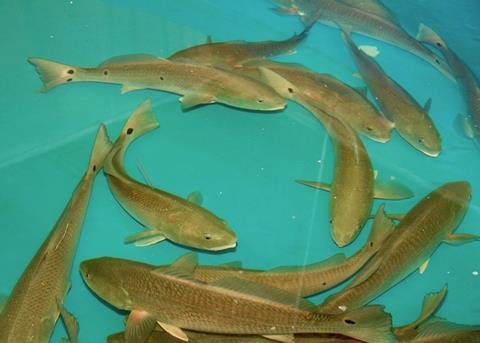 FAU partners with USDA to boost aquaculture