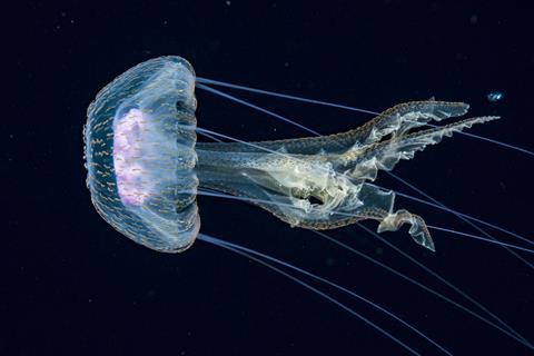 High Seas Treaty