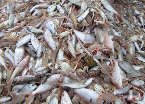 Oceana wants catch limits to include bycatch. Credit: S.McGowan/AMC 2008/Marine Photobank