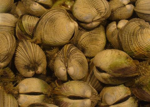 The Ribble cockle beds are proving lucrative to fishers but costly for rescue services