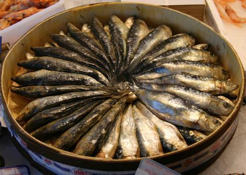 Species such as sardines provide food for larger fish, marine mammals and seabirds. Credit: Wiki/Tamorlan