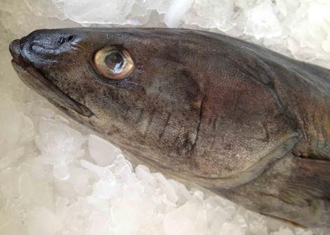 Sablefish landings will now be recorded using electronic fish tickets Photo: Alix Smith, NOAA