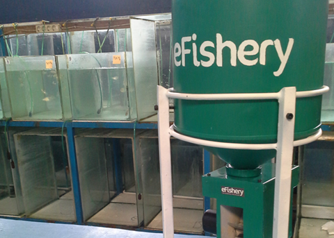 eFishery is an integrated feeding solution for fish and shrimp farming