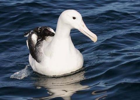 Royal Albatross. Image by Mark Jobling