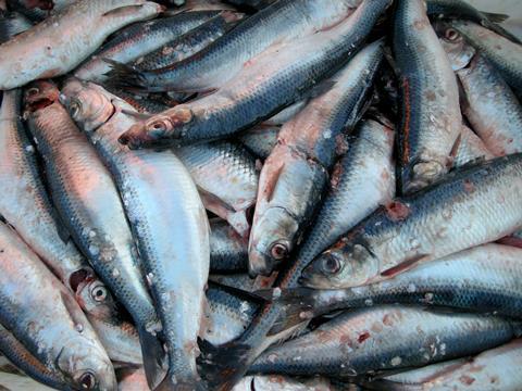 The EC will impose trade sanction measures against the Faroe Islands at the end of this month. Credit:  Atle Grimsby/CC-BY-2.0