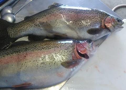 Farmed rainbow trout is on the menu in Western Australia Photo: WAFIC
