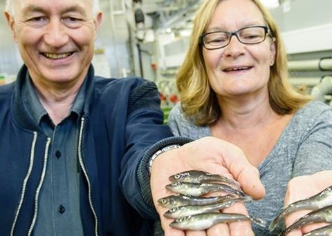 Average survival for all 200 tanks was 33%, a marked improvement on before Photo: Lars Åke Andersen, © Nofima