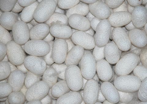 This traditional farming method from southern China combining silk production and aquaculture releases "significant" methane emissions