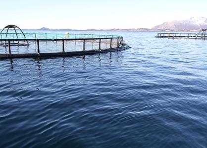 Nordnorsk Stamfisk’s new brood fish site, Kråkåsen at Leines, Steigen