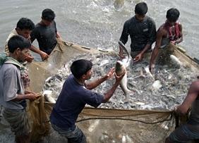 In the Asia-Pacific region, small scale fish farming continues to account for the bulk of aquaculture production