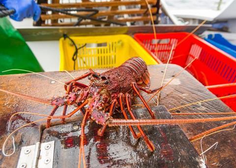 Doubling western rock lobster industry’s value