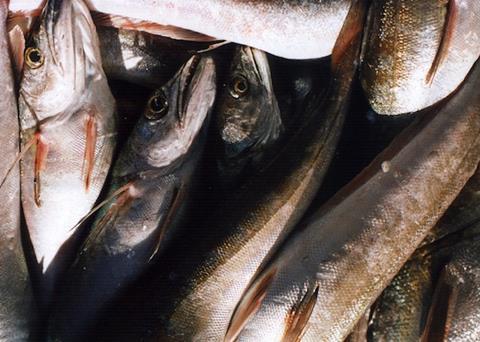 Puerto de Celeiro fleet of 22 longline