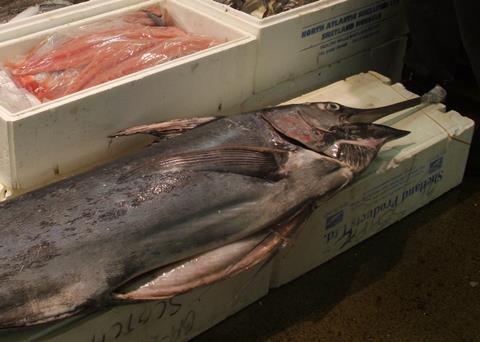 The EU has said it will table ambitious proposals for the conservation of Mediterranean swordfish, tropical tunas and sharks. Credit: Joey Brookhart/Marine Photobank