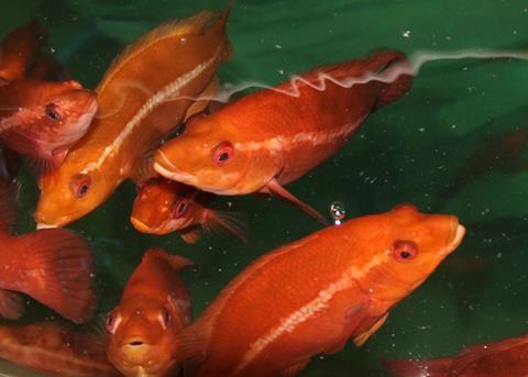 Finding out when and how best to vaccinate cleaner fish can help improve salmon farming