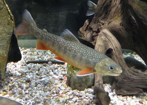 Climate change linked to Arctic charr decline