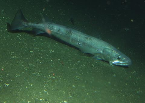 Pacific hake. Credit: Rick Starr/NOAA/CBNMS