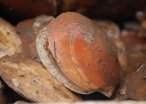 The Maine scallop fishery has become a hard industry to earn a living in. Credit: maine.gov