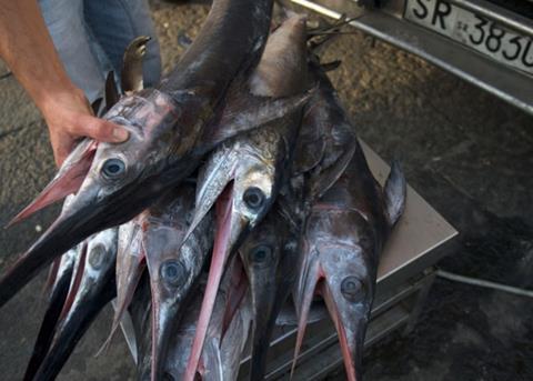 Oceana is calling on ICCAT to address the 50% decline in Mediterranean swordfish. © Oceana/Keith Ellenbogen