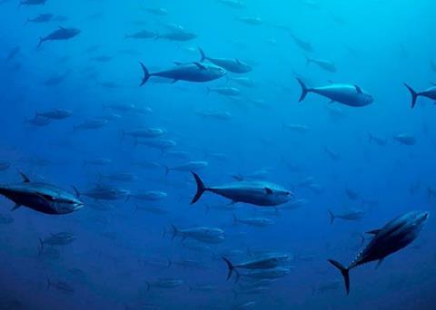 Northeast Atlantic fish stocks appear to be on the road to recovery Photo: NEF