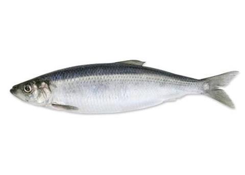 The SPSG’s North Sea herring fishery has been recertified by the MSC