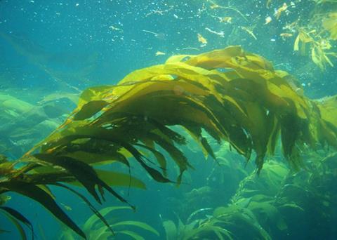 Kelp thrives in acidifying ocean waters taking up CO2 and nutrients from their environment Photo: Claire Fackler/NOAA