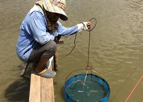 This new technology could help combat devastating disease outbreaks in global fish and shellfish production