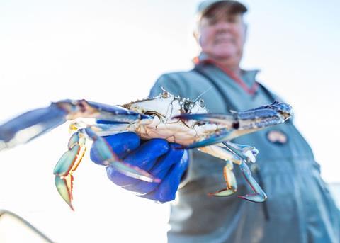 A joint agreement has been reached to help protect the blue swimmer crab Photo: WAFIC
