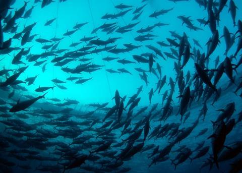 Bluefin tuna – Will new ICAAT measures be enough to improve traceability? Photo: Marco Carè/Marine Photobank