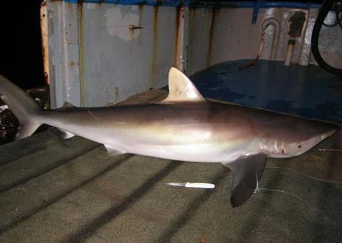 New measures aimed at protecting silky sharks were adopted. Credit: NOAA