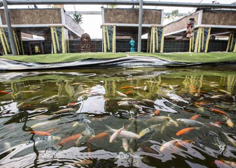 Genetic improvement for better food security