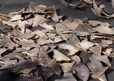 Shark fins. Credit: NOAA