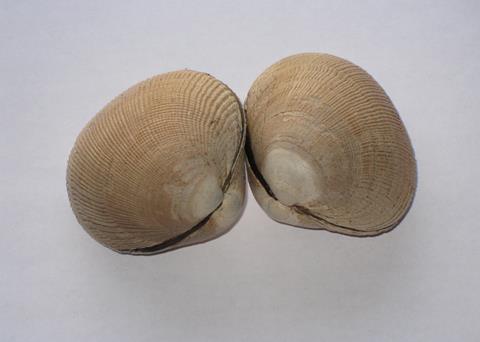 The Pacific Clam is under threat from rising acidity along with oysters, scallops and crabs