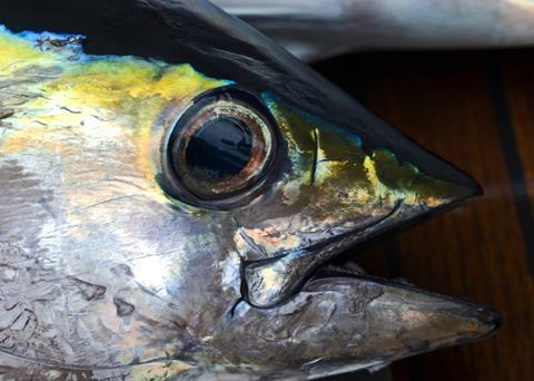 Yellowfin tuna