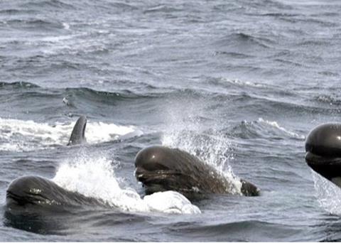 From 1st May 2015 those taking part in the Faroe Island’s whale hunts must possess the relevant pass certificate