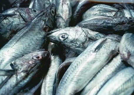 Sealord specialises in MSC certified sustainable New Zealand Hoki