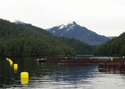 Eleven of Marine Harvest Canada’s salmon farm sites have attained BAP certification under the group farm programme Photo: Marine Harvest