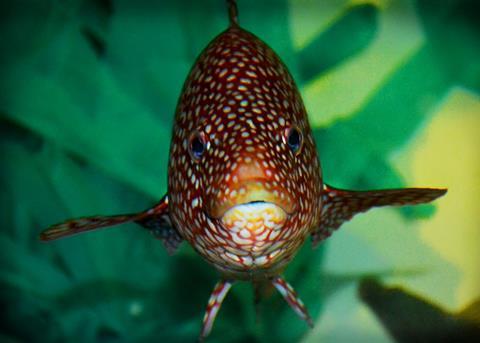 Scientists are developing the potential of wrasse as a cleaner fish. Credit: Andrew Denham
